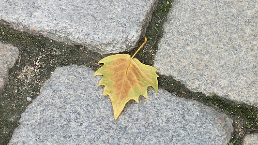Herbst, Blatt, Straße, Kopfsteinpflaster, fallen, Natur, gelb