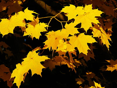vaahtera, keltainen, Luonto, syksyllä, lehti, Syksy, puu