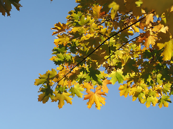 podzim, sunning, listy, padajícího listí, zadní světlo, Příroda