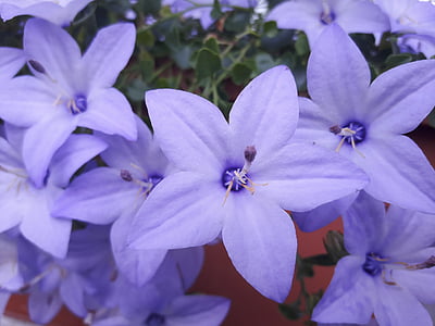 púrpura, lila, flor, naturaleza, planta, Pétalo, Close-up