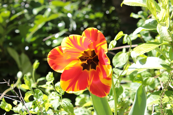 flower, beauty, natural, nature, flowering, plant, summer