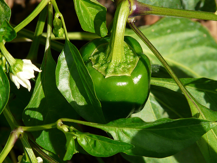 paprika kasvien, Pepper pensas, paprika, Pepper harvest, kasvi, Bush, Puutarha