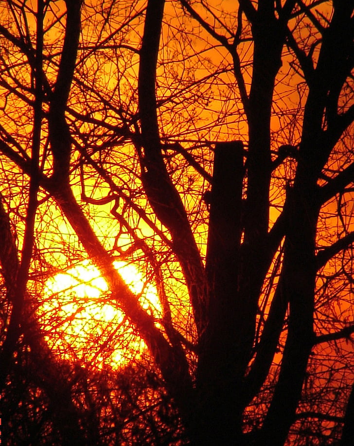 llum, sol, posta de sol, resplendor, arbre