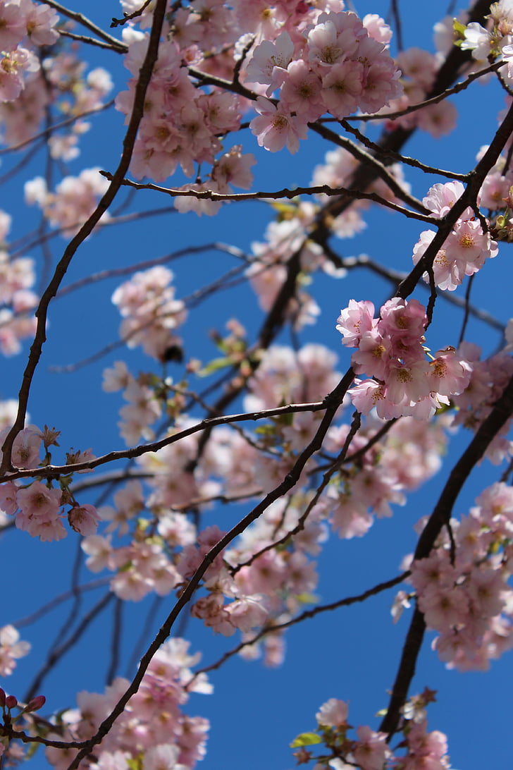 primavara, flori de primăvară, floare, ciresi, Cherry, floare roz, copac