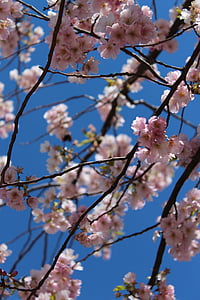 våren, vårblomst, blomst, kirsebærtrær, kirsebær, rosa blomst, treet
