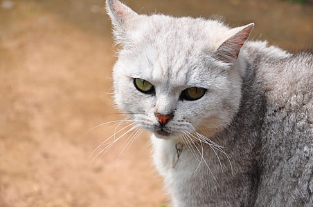 猫, 幸せではないです。, 猫ミア, 国内の猫, ペット, 動物, かわいい