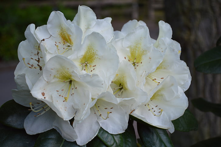 květ, Bloom, jaro, Bílý květ, Příroda, závod