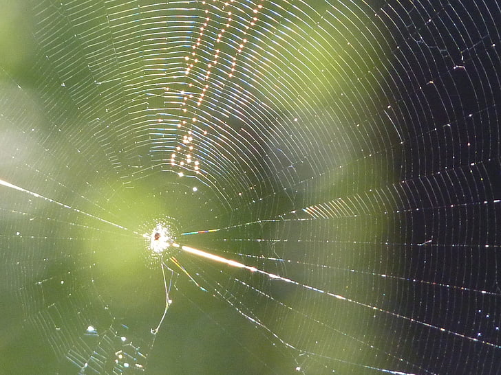거미줄, 네트워크, 거미, 태양, 닫기, 자연, 곤충