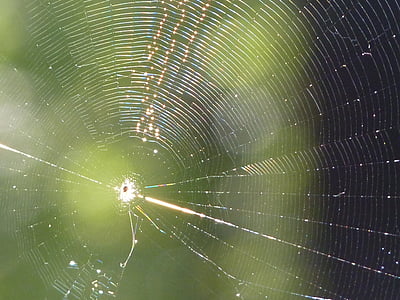 spindelvæv, netværk, edderkop, solen, Luk, natur, insekt