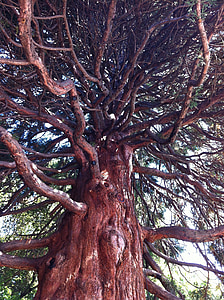 albero, ramo, corteccia, Close-up, estate, natura