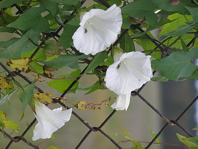 morning glory, fence, white, flower, nature, leaf