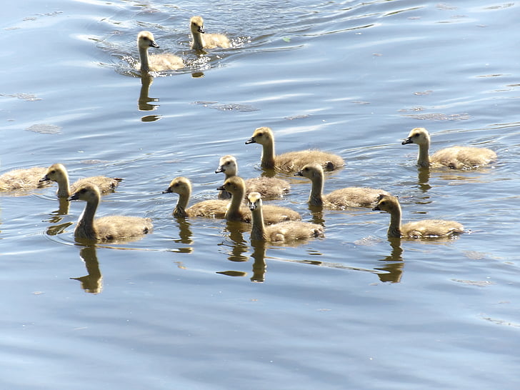 Goslings, ganzen, vijver, Lake, zwemmen, jonge, vogels