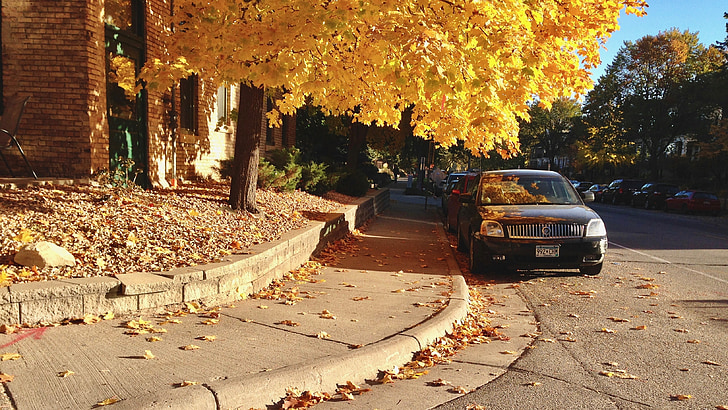 na podzim, podzim, město, ulice, odpoledne, žlutá, Příroda