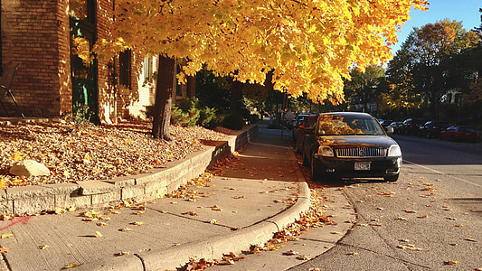 caída, otoño, ciudad, calle, por la tarde, amarillo, naturaleza