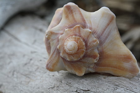 mušle, jednoduché, Detailní záběr, pláž, Příroda, Já?, zvířecí shell