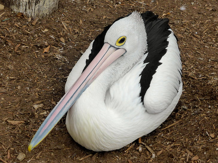 Pelican, conspicillatus, fugleinfluensa, waterbird, nebb, hvit, fuglen
