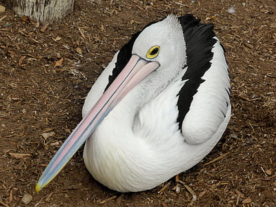 pelikāns, conspicillatus, putnu, waterbird, knābis, balta, putns