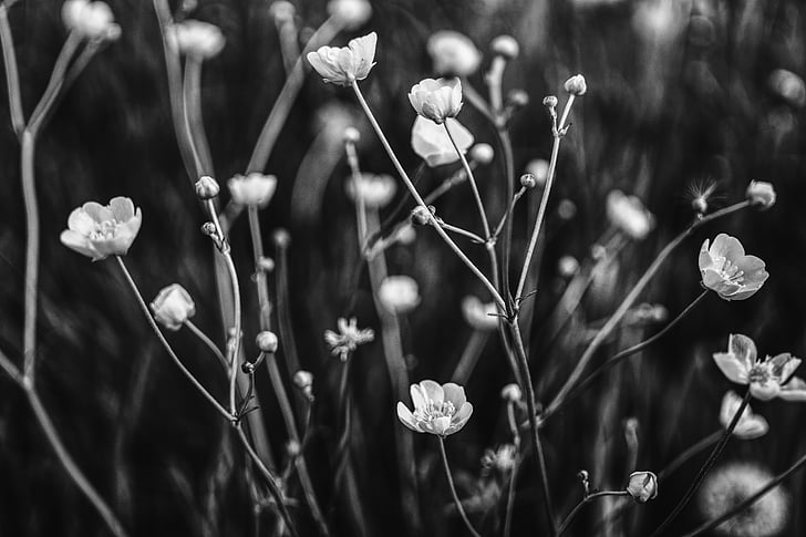 Buttercup, hitam putih, tanaman, bunga, padang rumput, alam, Blossom