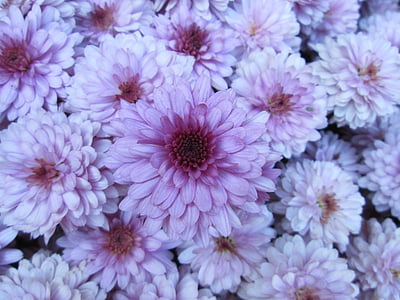 chrysanthemum, garden, flower, cluster, purple, white, nature