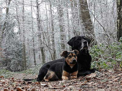 dogs, forest, nature, animals, winter, autumn