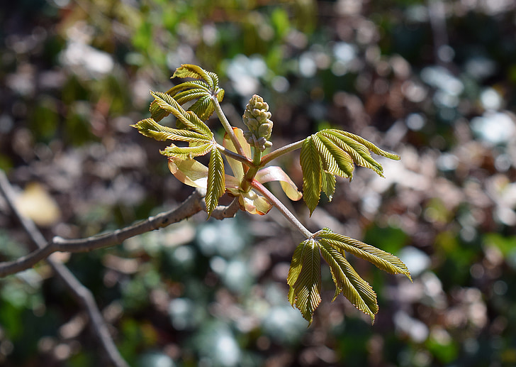 lehed, Flower bud, Jaapani kastanipuu, kastan, puu, põõsas, kevadel