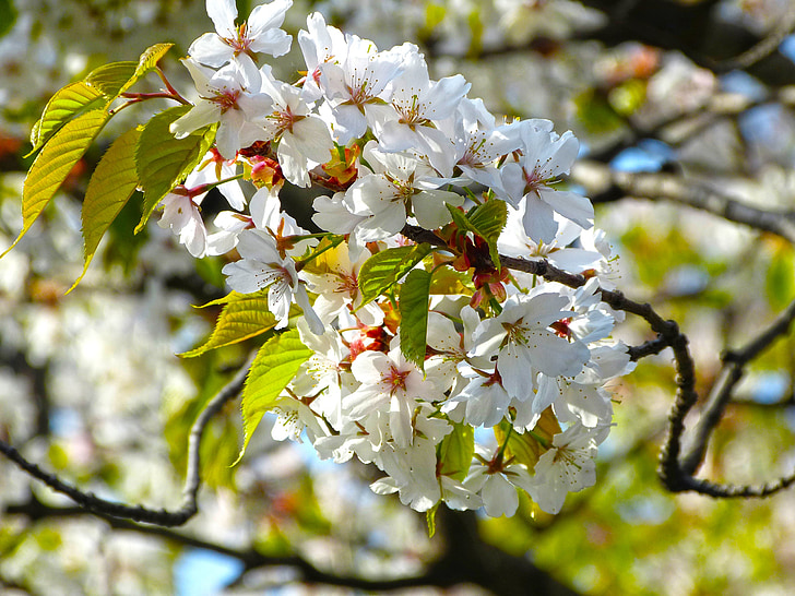 Sakura, primavera, flors, cirerer, natura, flors de primavera, flor