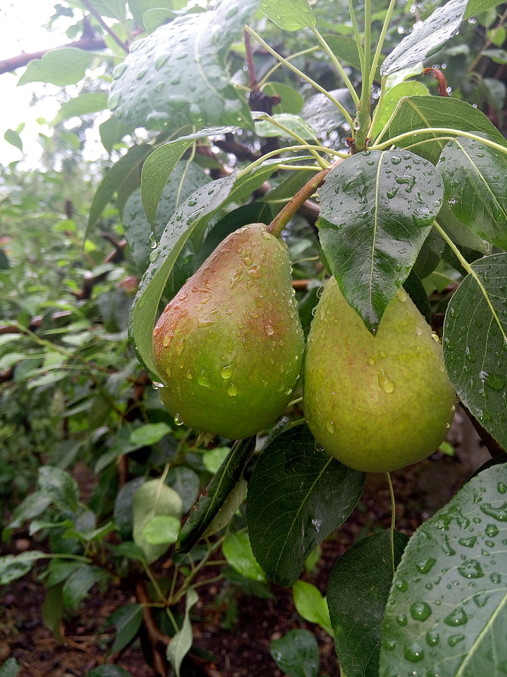 nature, pears, rain, greens, tree, vegetable garden, green