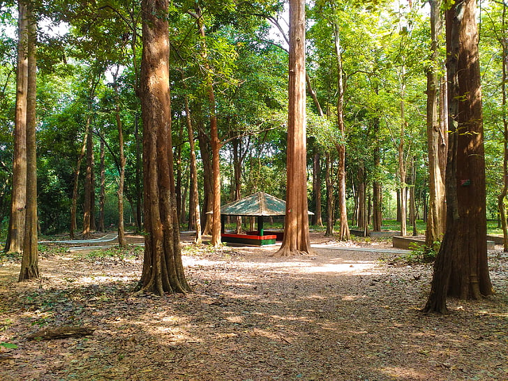 trama di Conolly, piantagione di teak, foresta, natura, in teak, Kerala, nilambur