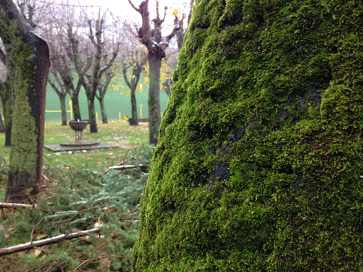 Moss, copaci, toamna, copac, natura