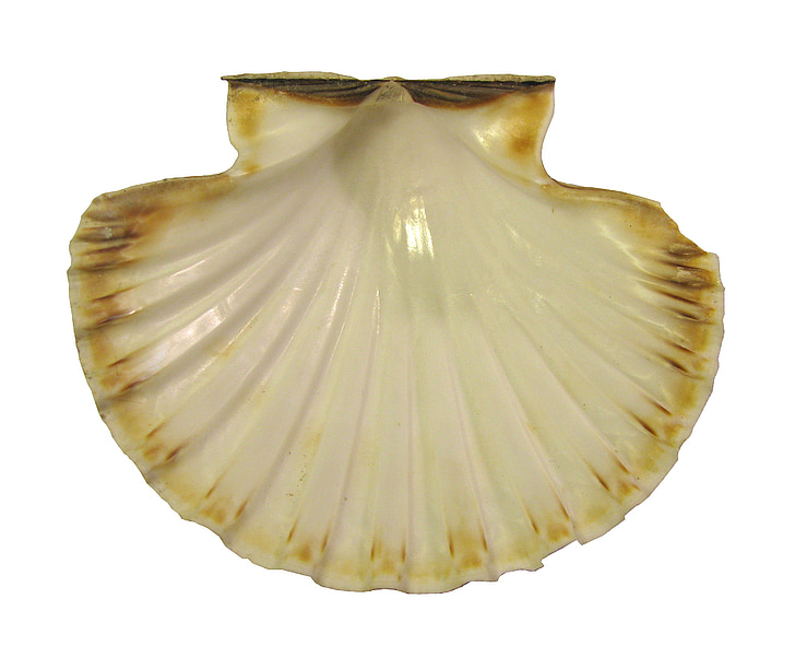 seashell, scallop, nature, molluscum