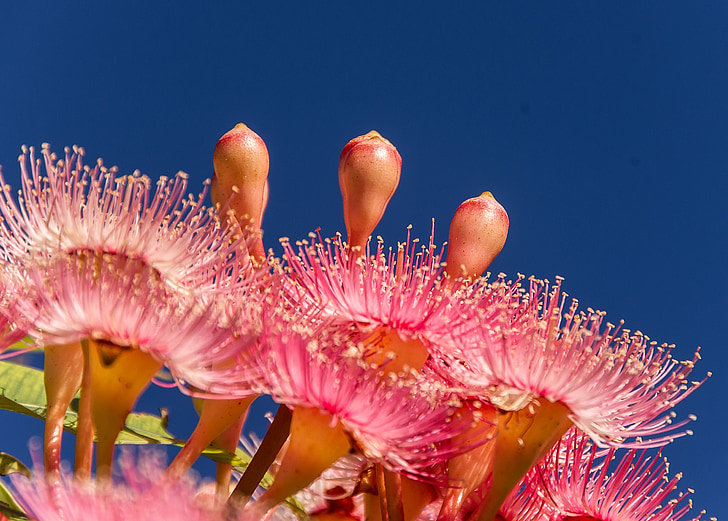 Eucalyptus blommor, blommor, knoppar, Blossom, australiska, Rosa, träd