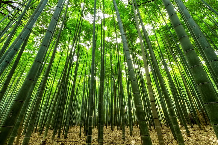 természet, bambusz, zöld, növekedés, dzsungel, karcsú, perspektíva