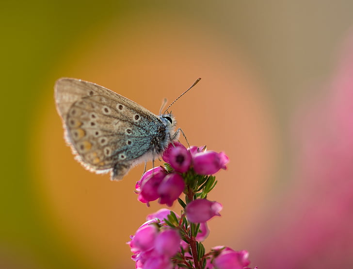 Motyl, Modraszek Ikar, wspólne bläuling, motyle, niebieski, restharrow's blue, modraszkowatych