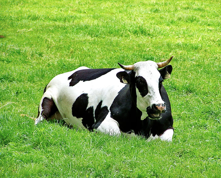 Черно-бели крави, зелени пасища, галеник седене, трева, крава, Селско стопанство, ферма