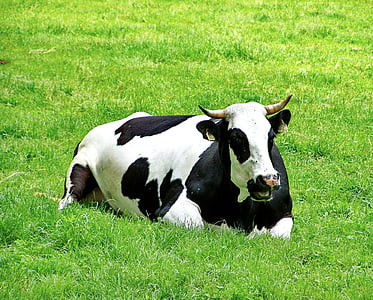 чорно-білі корови, зелені пасовища, домашня тварина сидять, трава, корова, Сільське господарство, ферми