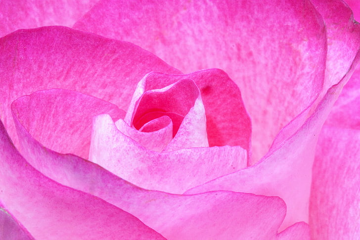 bloom, blossom, close-up, flora, flower, pink, rose