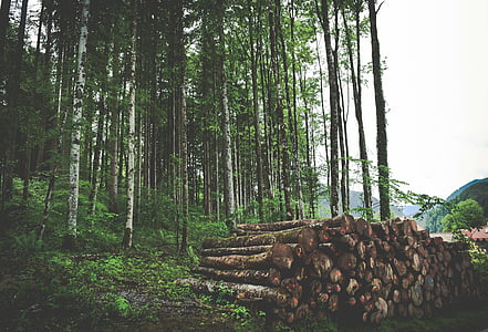 marrom, madeira, logs, muito, ao seu lado, floresta, árvores