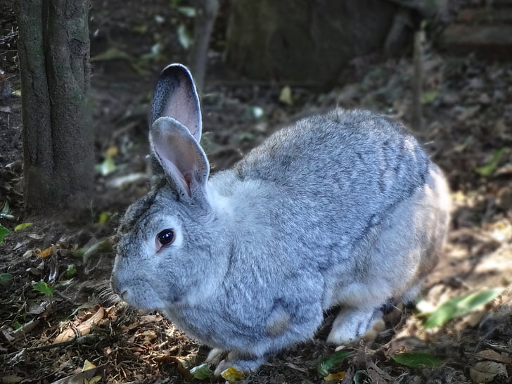 rabbit, mammal, alert, gray, ears, fur, pet