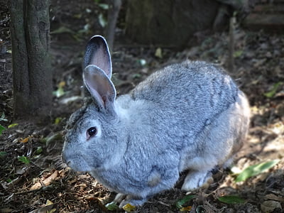 conejo, mamíferos, alerta, gris, orejas de, piel, mascota