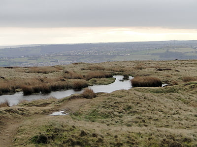 moor, swampy, water, nature reserve, nature, swamp, nature conservation