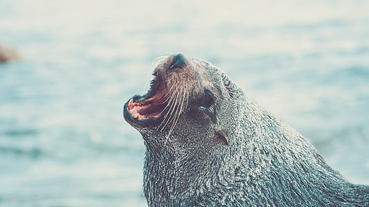 sea lion, seal, animal, wildlife, water, marine, mammal