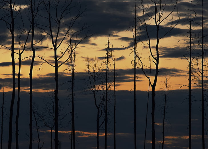 sunset, scenic, landscape, trees, leafless, sky, clouds