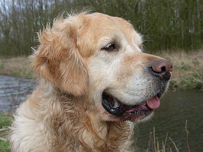 Golden retriever, con chó, động vật, vật nuôi, động vật, con chó, Thiên nhiên