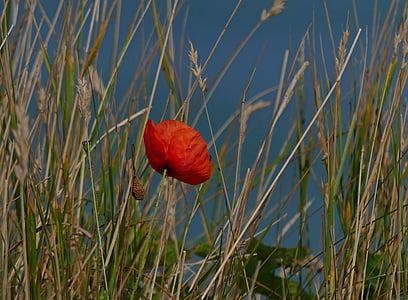 Rosella, flor de rosella, klatschmohn, vermell, flor, Rosella vermella, flor