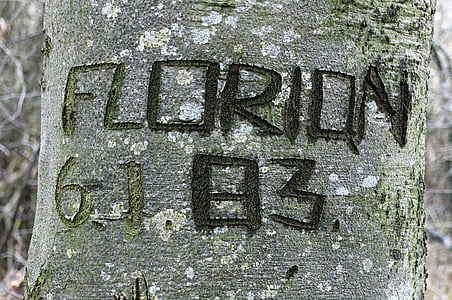 árbol, tallado, nombre, símbolo, grabado, árbol eingeritzter, corteza de árbol