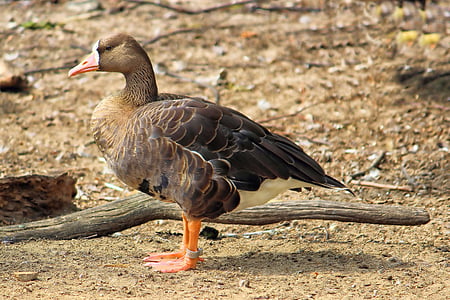 goose, greylag goose, bird, poultry, plumage, animal, water bird