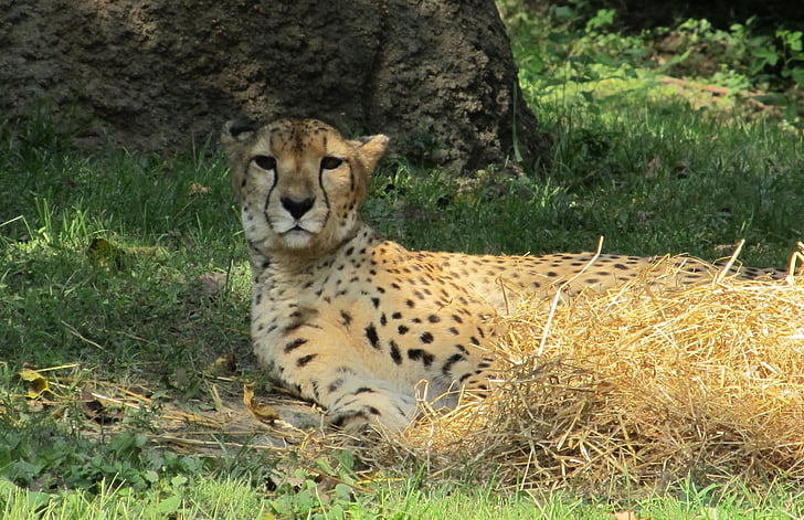 Cheetah, rust, schaduw, dierentuin, Feline, grote kat, dieren in het wild