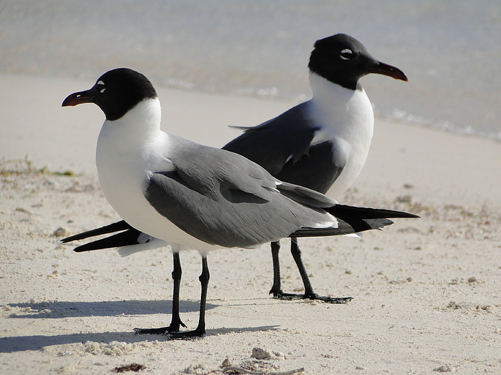 Чайка, двойка, обратното, дискусия, несъгласие, птици