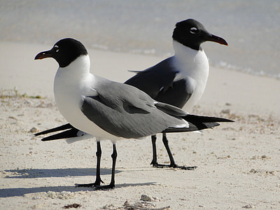Seagull, par, tvärtom, diskussion, oenighet, fåglar