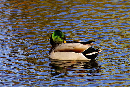 патица, Дрейк, вода птица, зеленоглава патица, перушина, природата, води